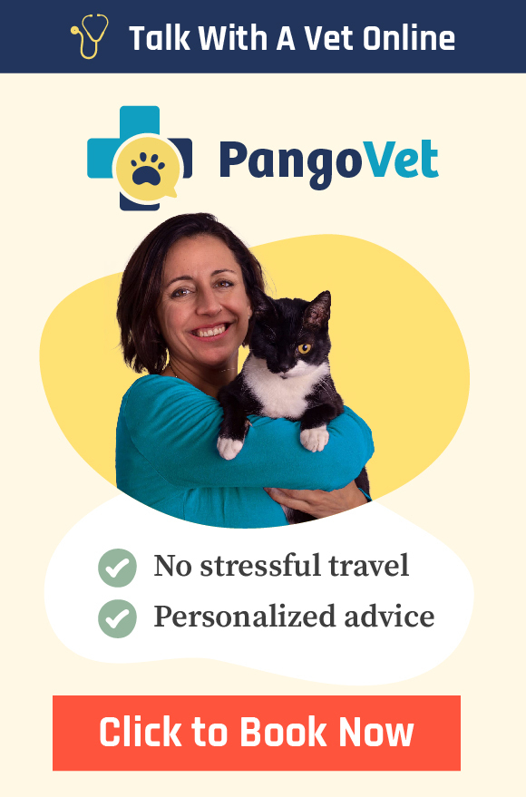 PangoVet Image Speak With A Vet Online