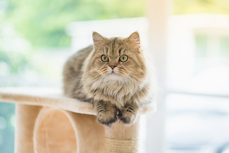 persian cat lounging on the cat tree