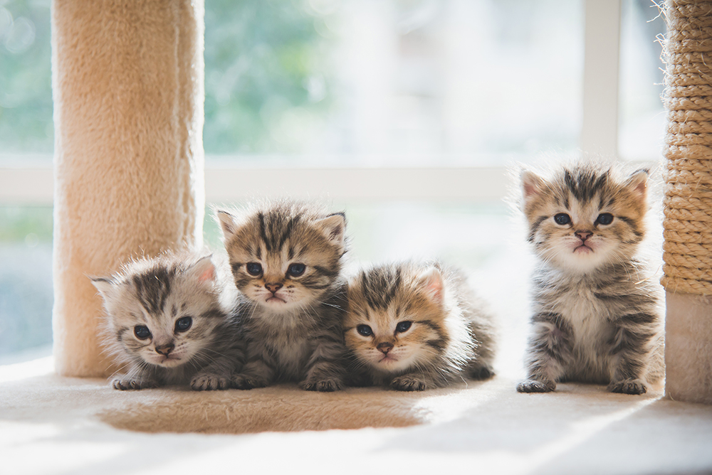 persian kittens on cat tree