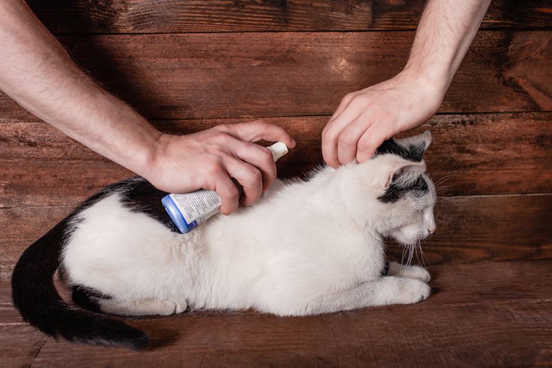 person spraying on a cat