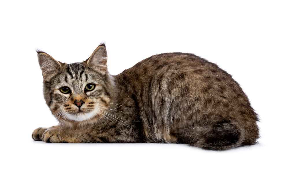 Pixie Bobcat lying in a white background