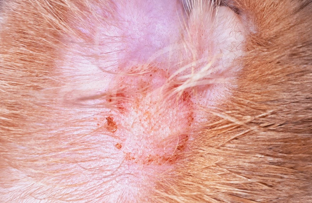 Ringworm lesion in cat