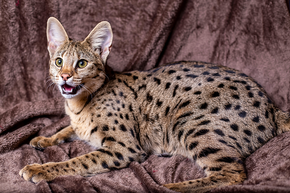 Savannah F1 cat