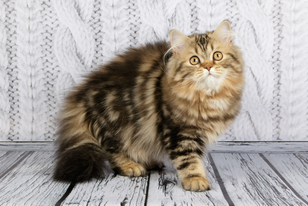 scottish-straight-longhair-cat-on-wooden-background