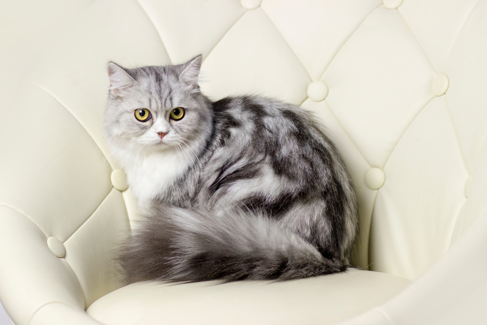 scottish-straight-longhair-gray-tabby-cat