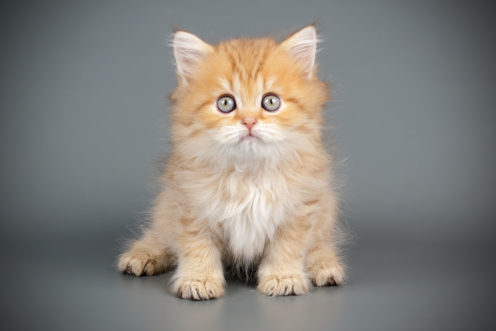 Scottish-straight-longhair-kitten-on-colored-background