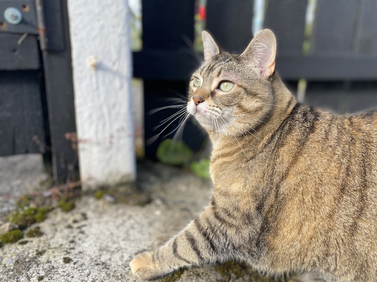 Shown here is Pancake having a garden stroll. Remember, your cat may love being outside, but they also risk sunburn, just like people.