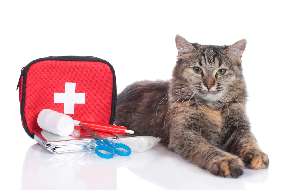 Cat with a first-aid kit