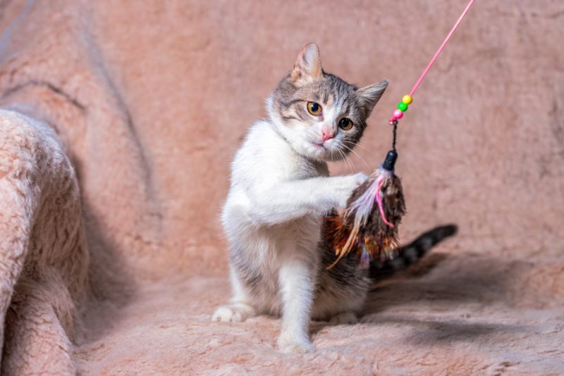 Tabby cat with feather toy