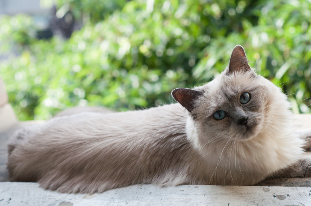 Siamese and Ragdoll Mixed Cat Lounging on Window Sill