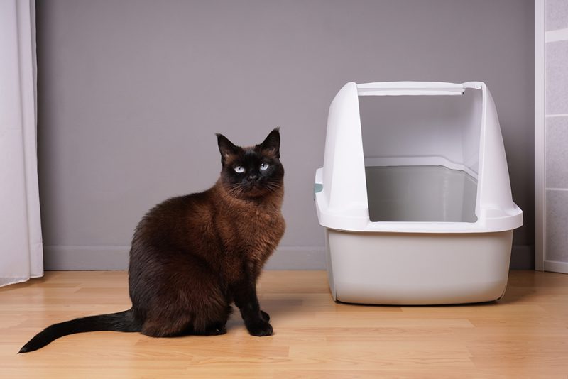 siamese cat sitting next to enclosed litter box