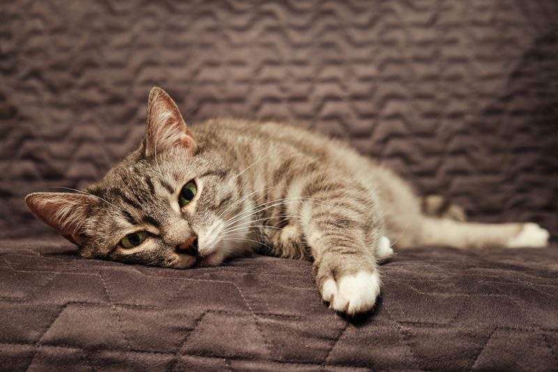 sick cat lying on the sofa