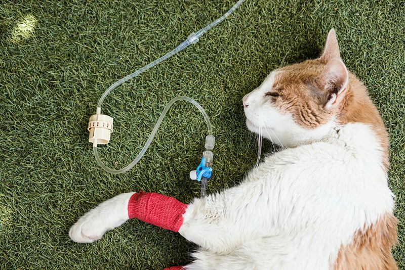 Sick cat with catheter