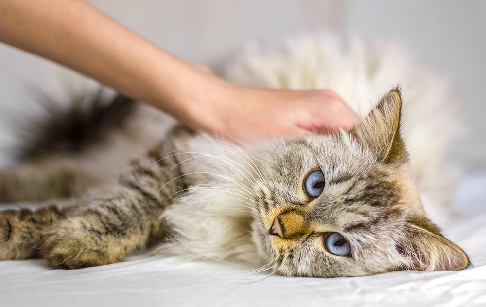 sick siberian cat