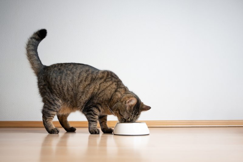 side view of tabby cat eating pet food from feeding bowl on white background with copy space