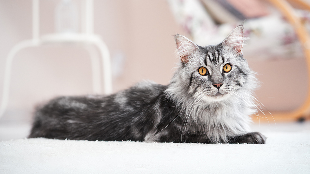 silver Maine Coon cat