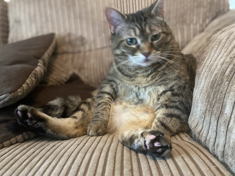 Sitting in this position is a favourite grooming technique for Pancake.