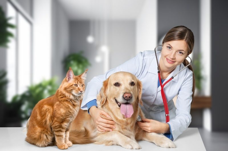 Smiling-vet-doctor-with-dog-pet-and-fluffy-cat