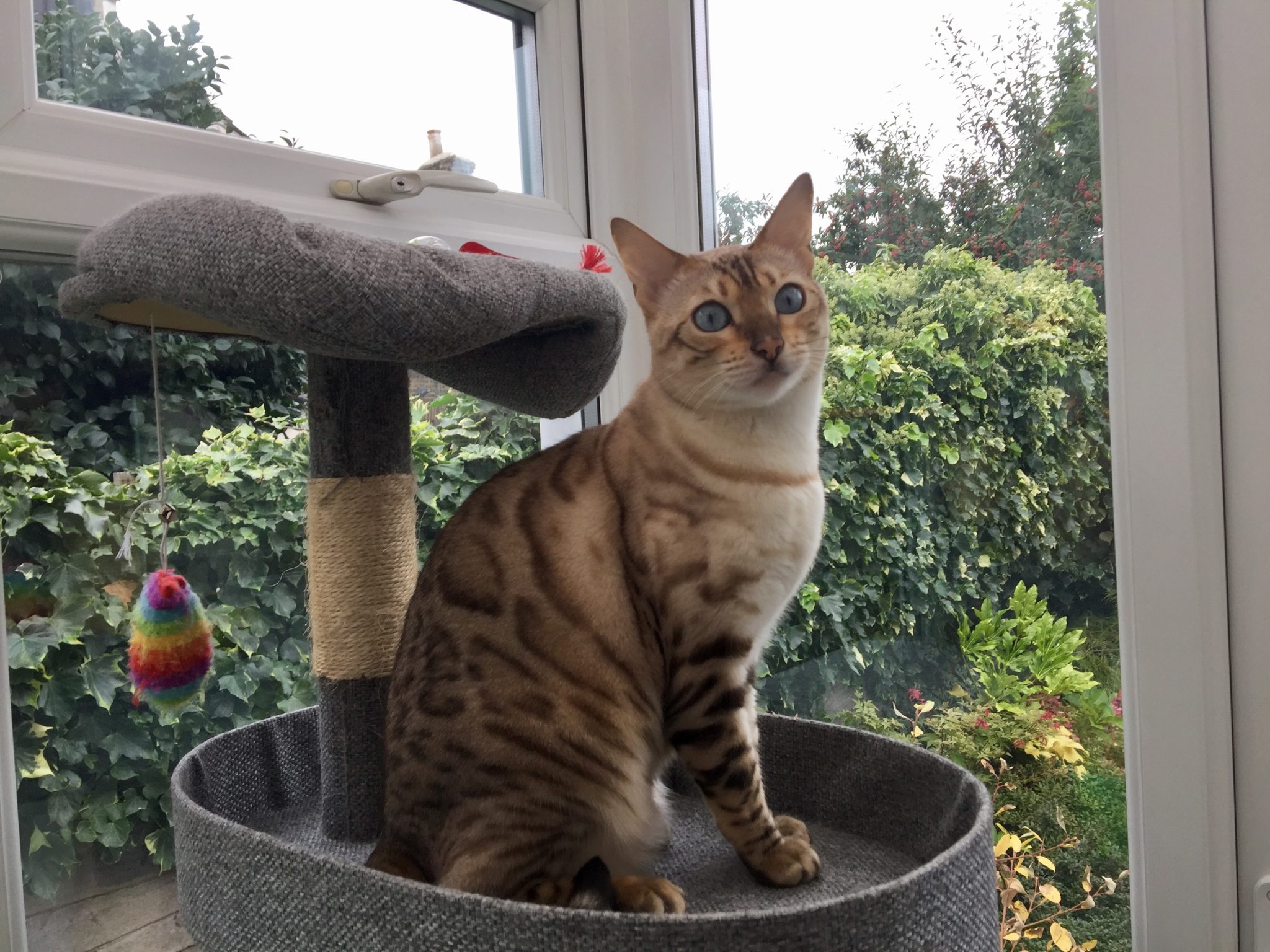 snow bengal cat sitting on cat tree