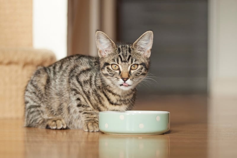 tabby cat eating food from feeding bowl