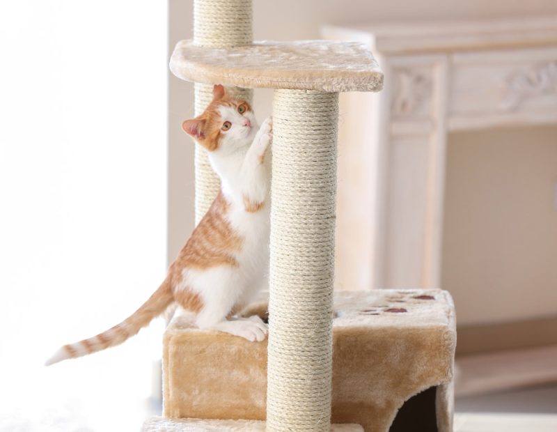 tabby cat playing on cat condo