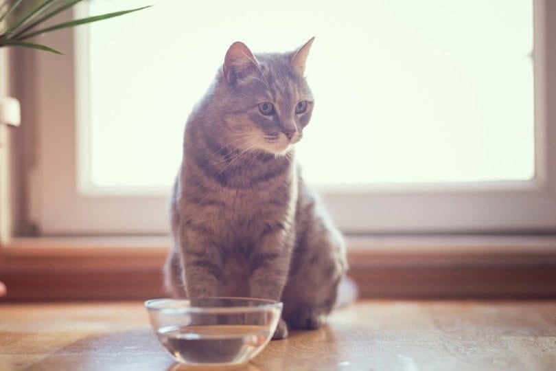 tabby cat sitting next to a bowl of water