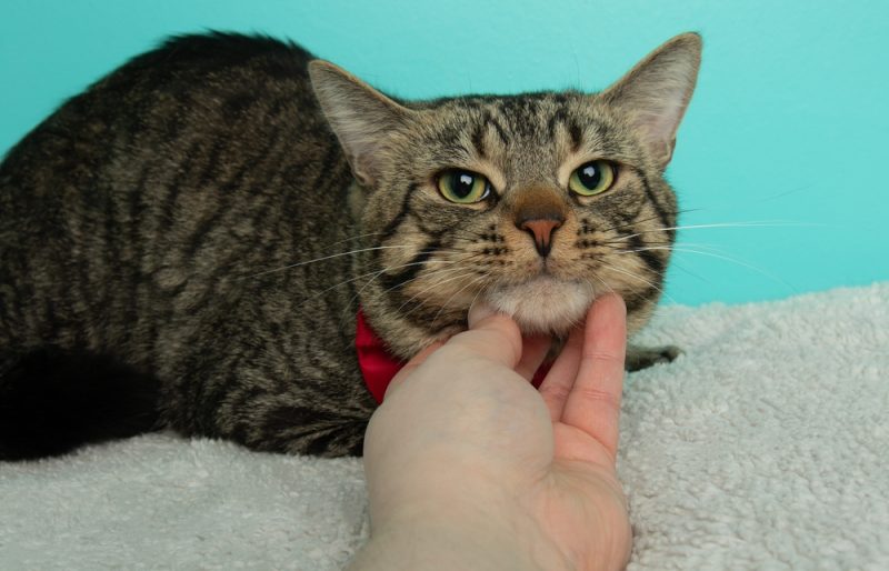 Tabby green eyed cat being pet