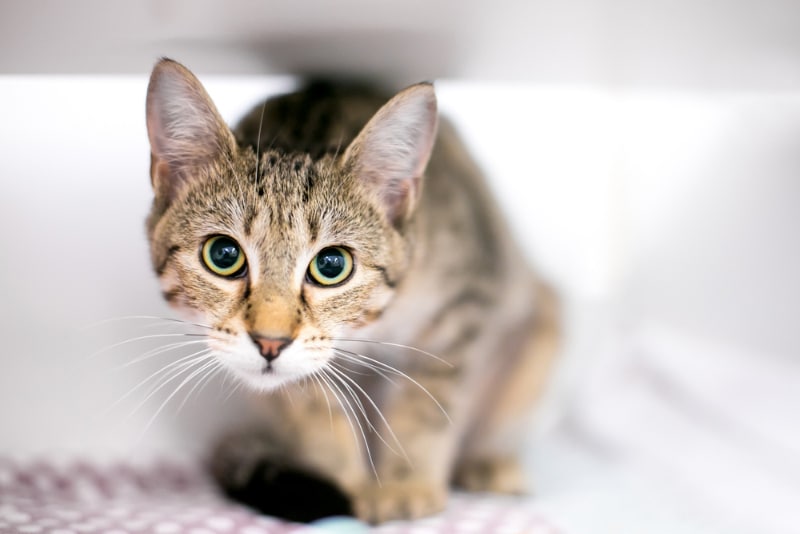 tabby shorthair cat in a crouching position with a wide eyed expression and dilated pupils