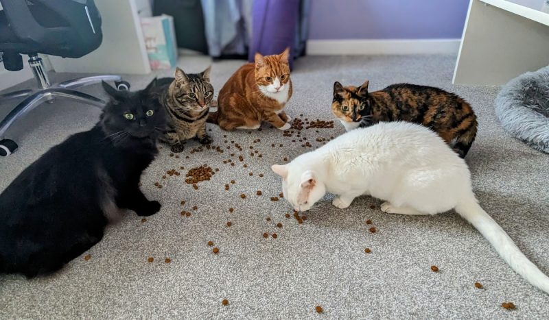 The cats are always excited for their food, even if it is always the same!