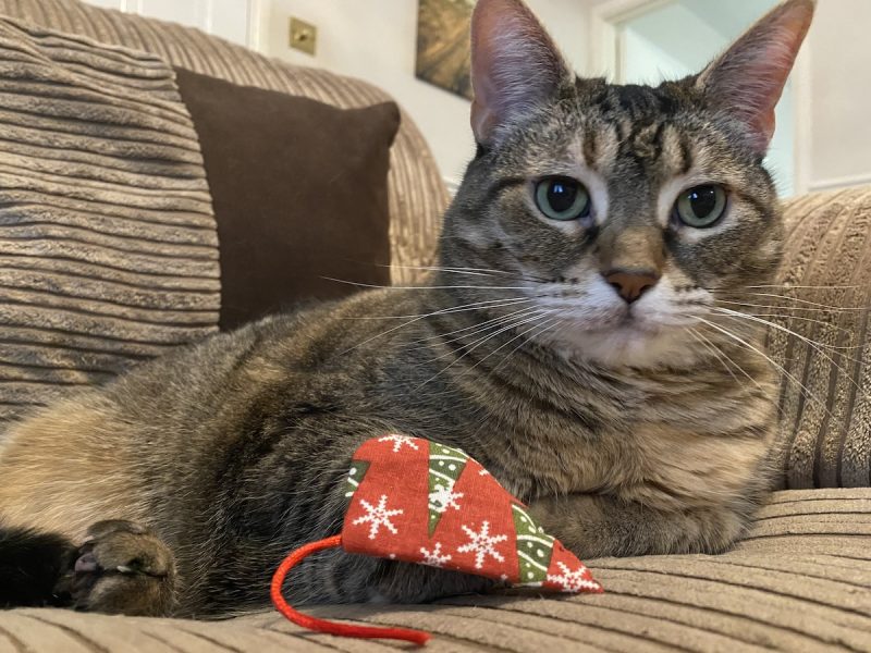 The holidays are especially critical times to monitor cats around unusual items they might like to play with.