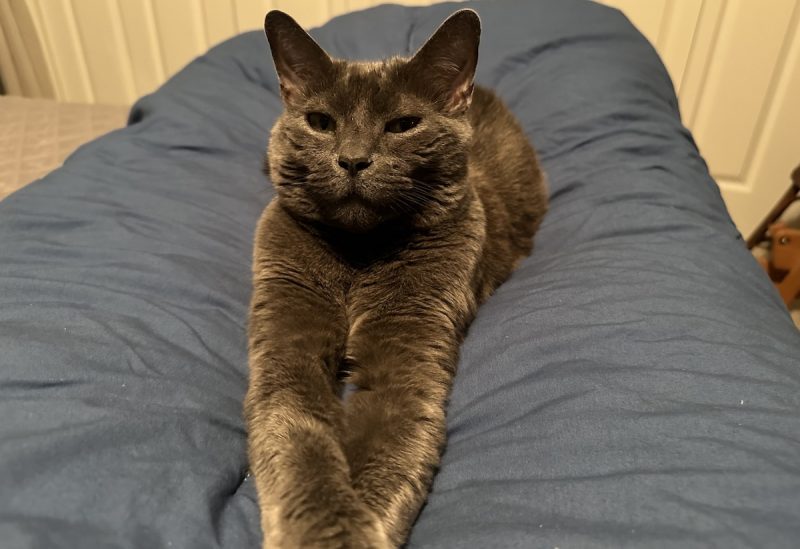 This comforter makes an excellent cat bed.