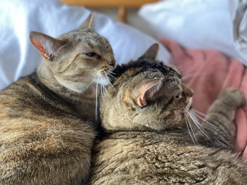 Tiller works hard to give Pancake a new hairdo during a recent grooming session.