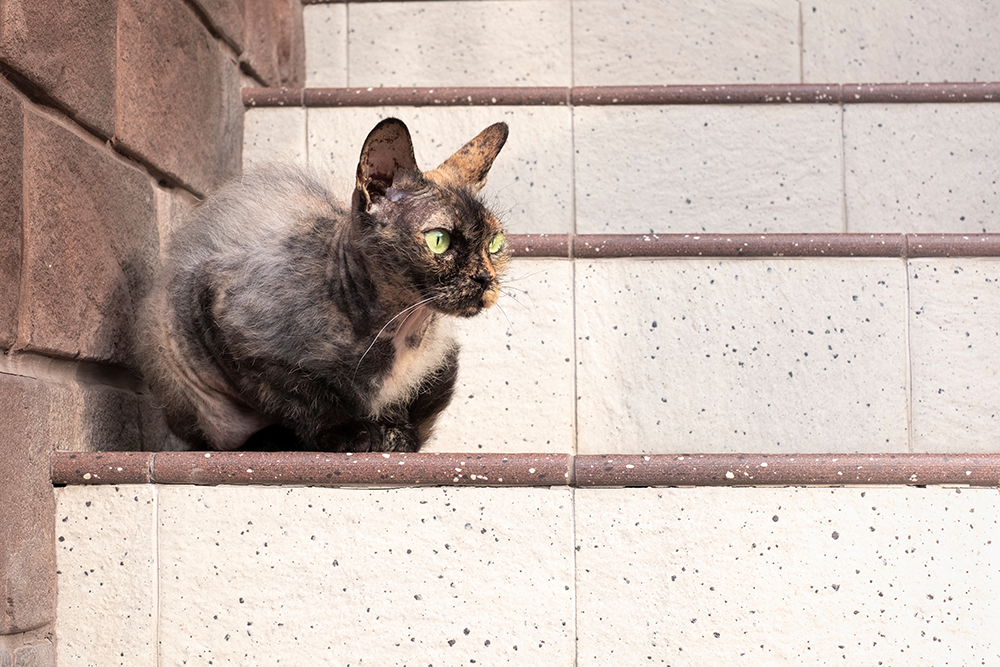 Tortoiseshell Cornish Rex cat sitting on the stairs