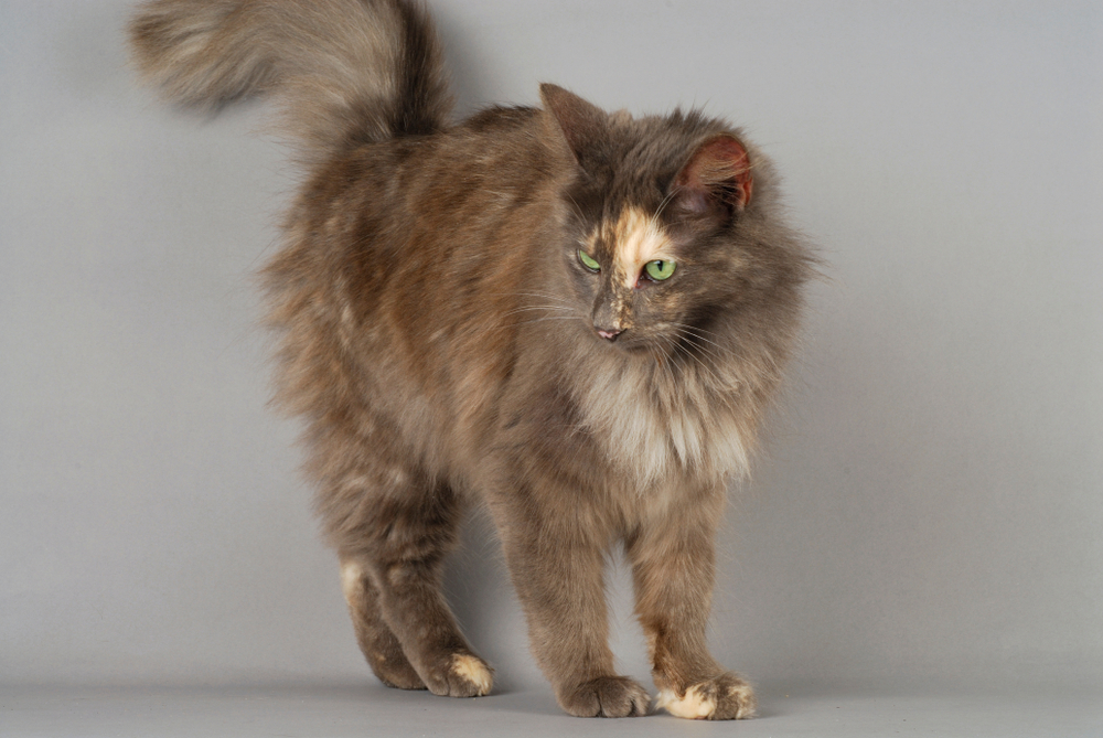 Tortoiseshell Turkish Angora