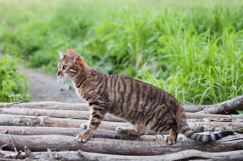 Toyger cat outside