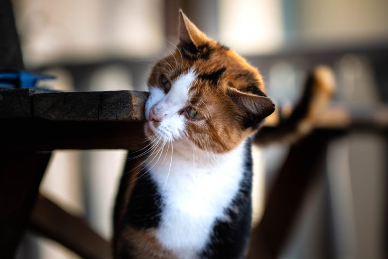 Tricolor ginger white and back cat rubbing his cheek against the garden corner table