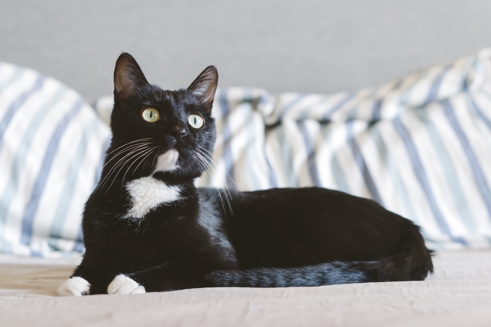 Tuxedo cat sitting on the bed