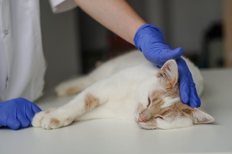 vet checking up the sleepy cat