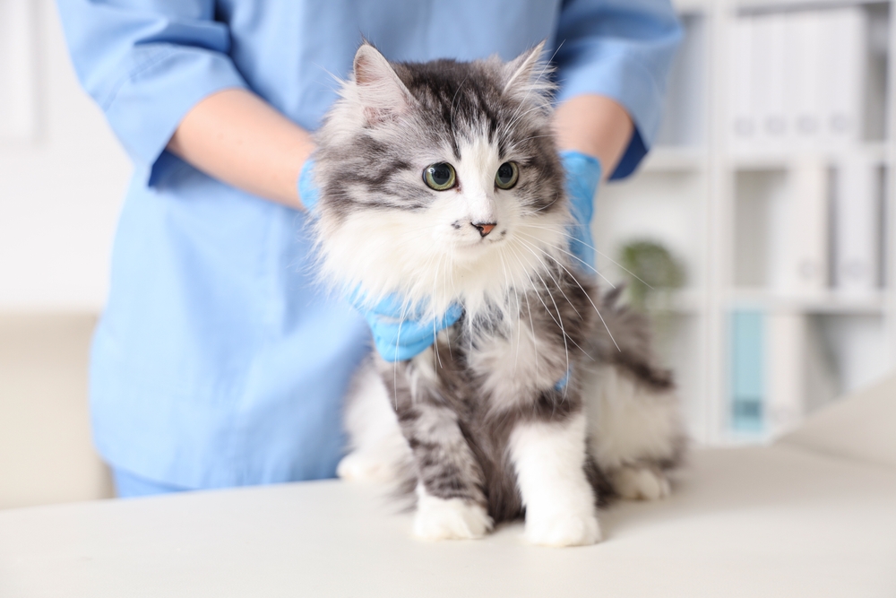 vet examining a cat