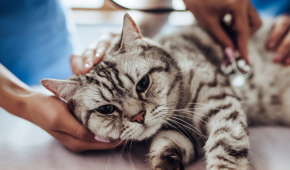 vet examining the sick cat with stethoscope