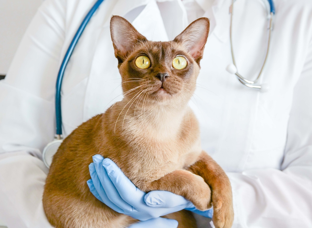 vet holding burma cat