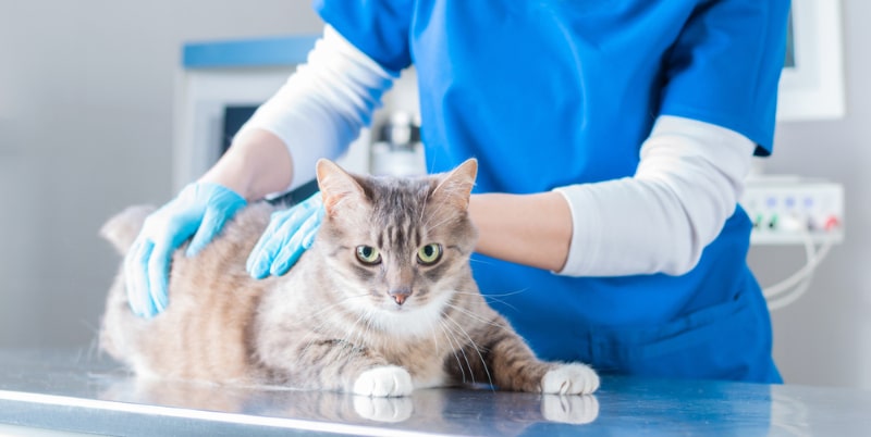 vet nurse holding down the cat on the table in the clinic