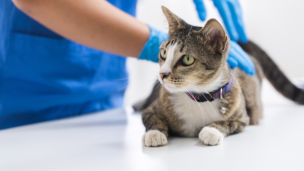 vet vaccinating a cat