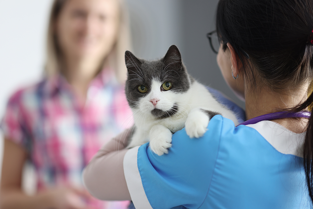 veterinarian holding the cat