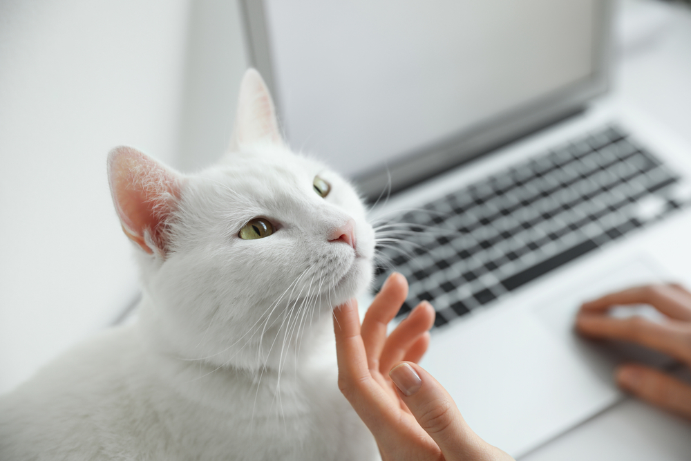 white cat distracting owner from work