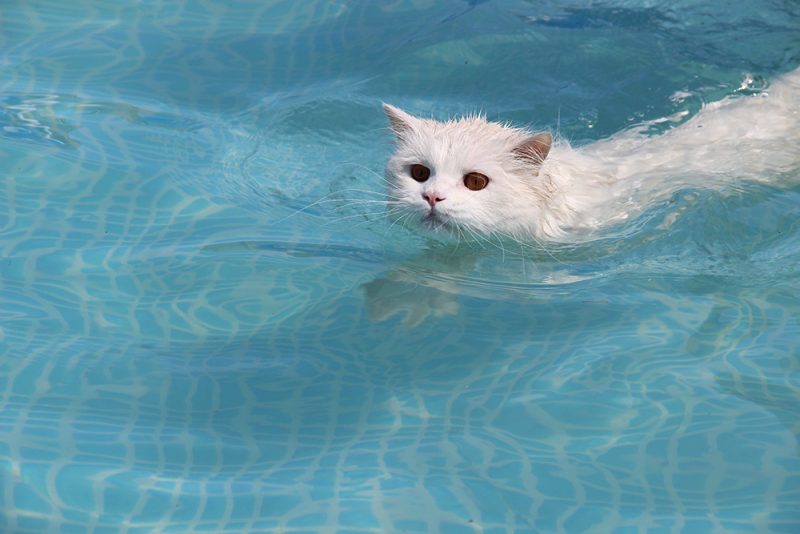 white cat swimming in the pool