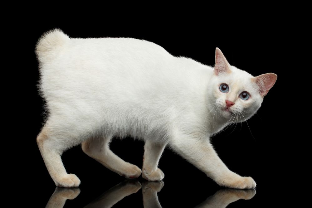 White Mekong Bobtail Cat walking on a black background