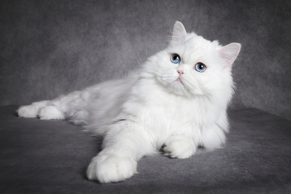 white-scottish-straight-longhair-cat