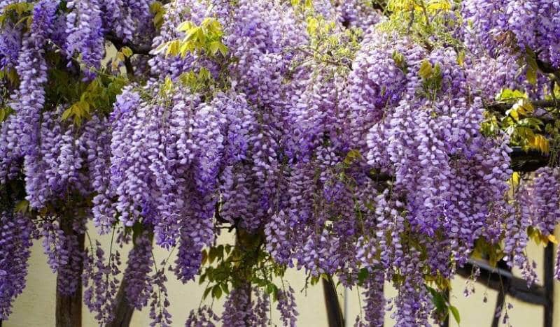 Wisteria plant