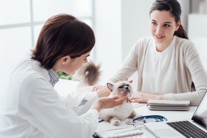 woman brought her cat to the vet